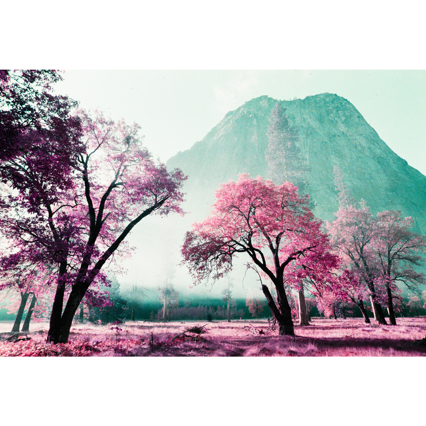 Lomography 2021 LomoChrome Purple Pétillant 120 ISO 100–400