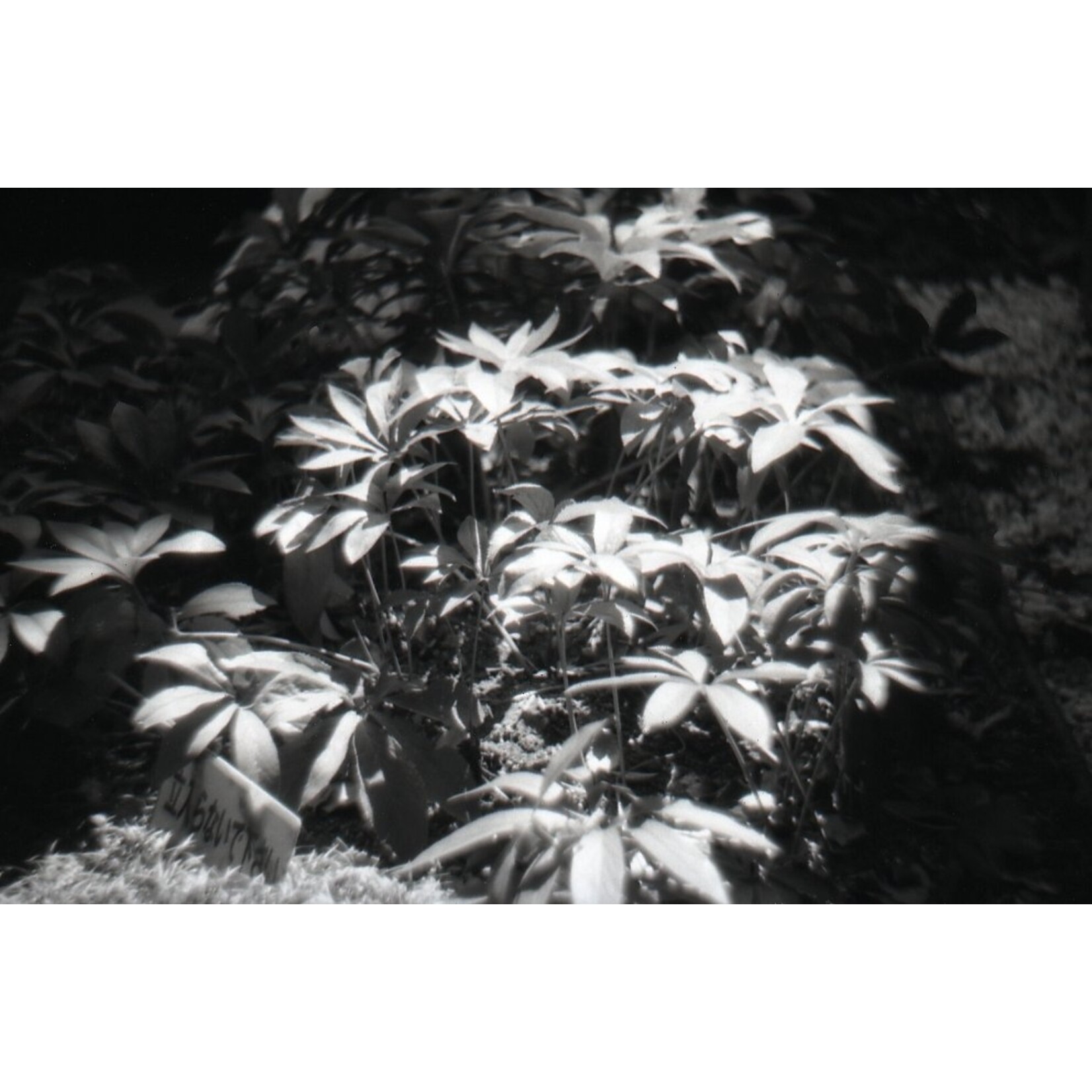 Lomography Monochrome Duet B&W Starter Kit 35 mm