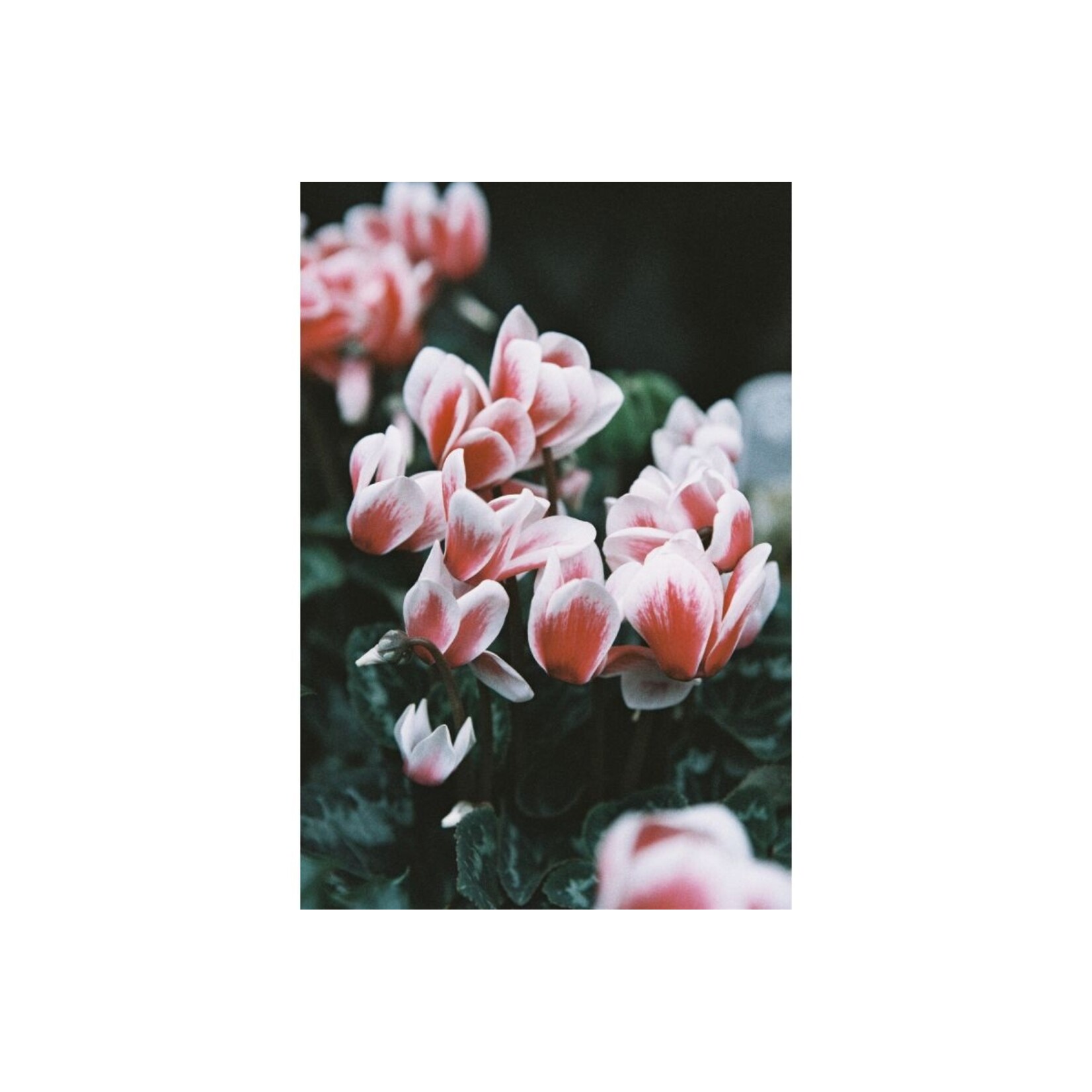 Lomography LomoChrome Color ’92 120 ISO 400