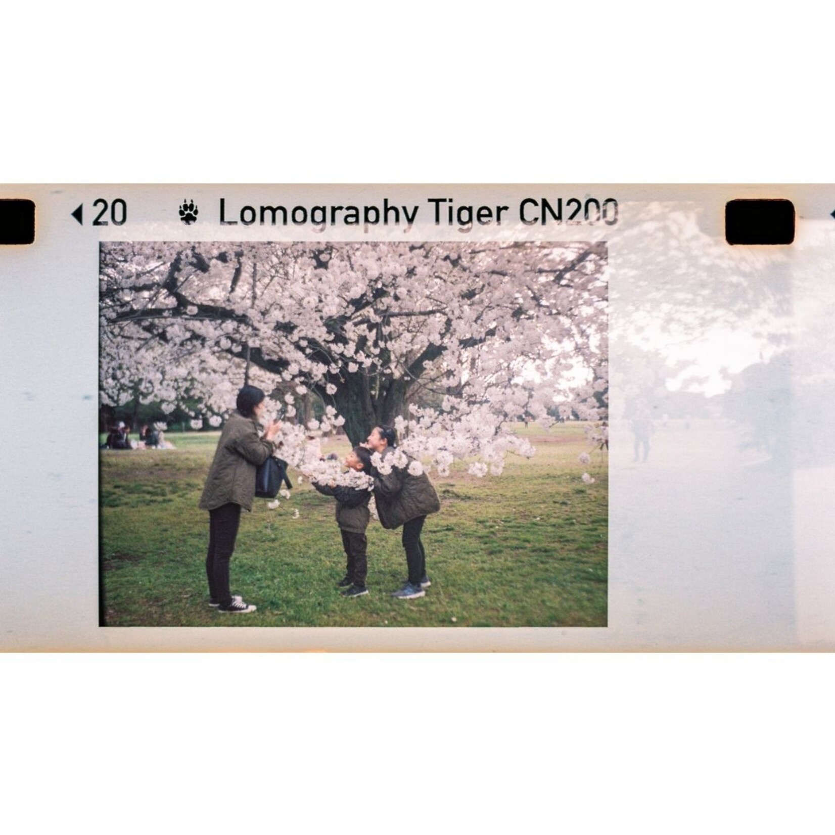 Lomography Lomomatic 110 Camera & Flash Zebra Crossing