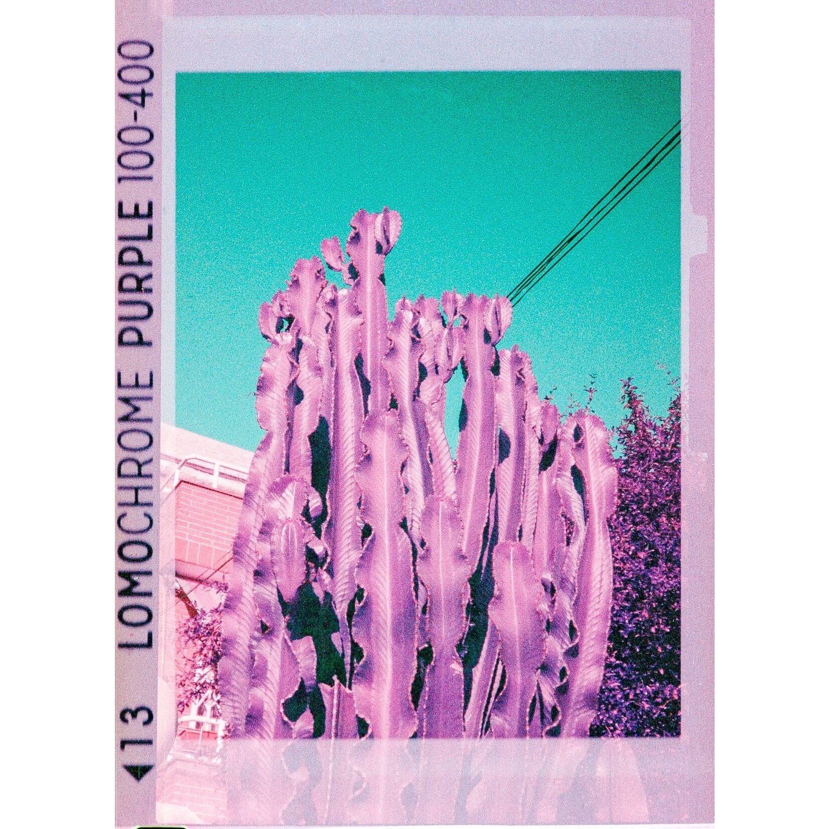 Lomography 2021 LomoChrome Purple 110 ISO 100–400