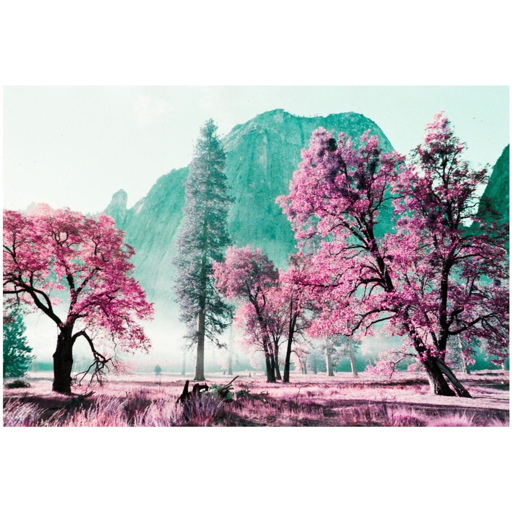 Lomography 2021 LomoChrome Purple Pétillant 35 mm ISO 100–400