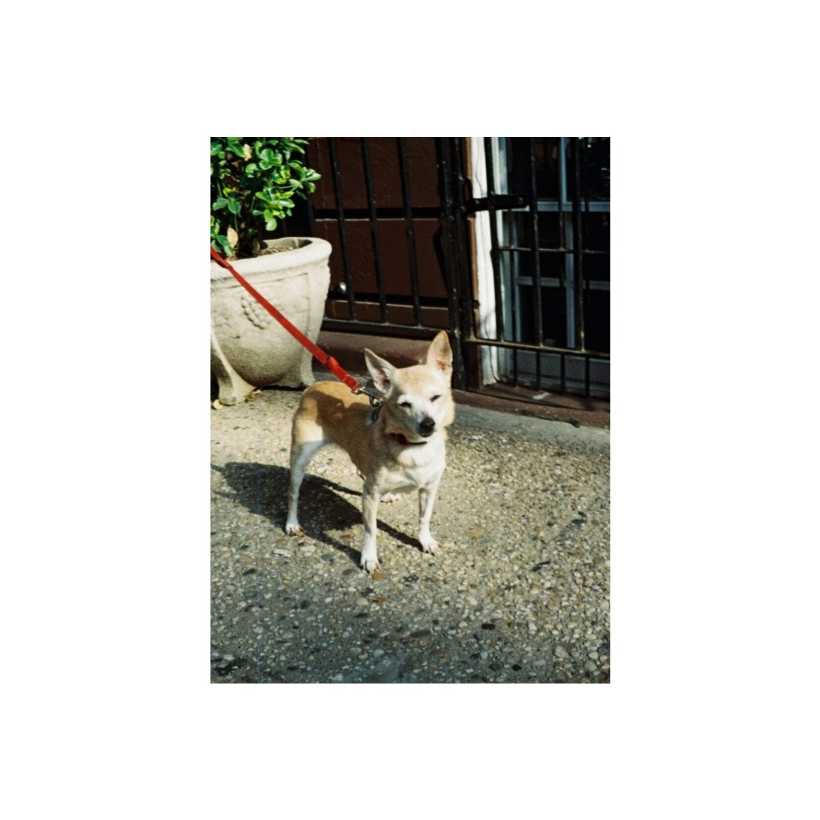 Lomography Lomography Color Tiger 110 200 ASA Single Pack