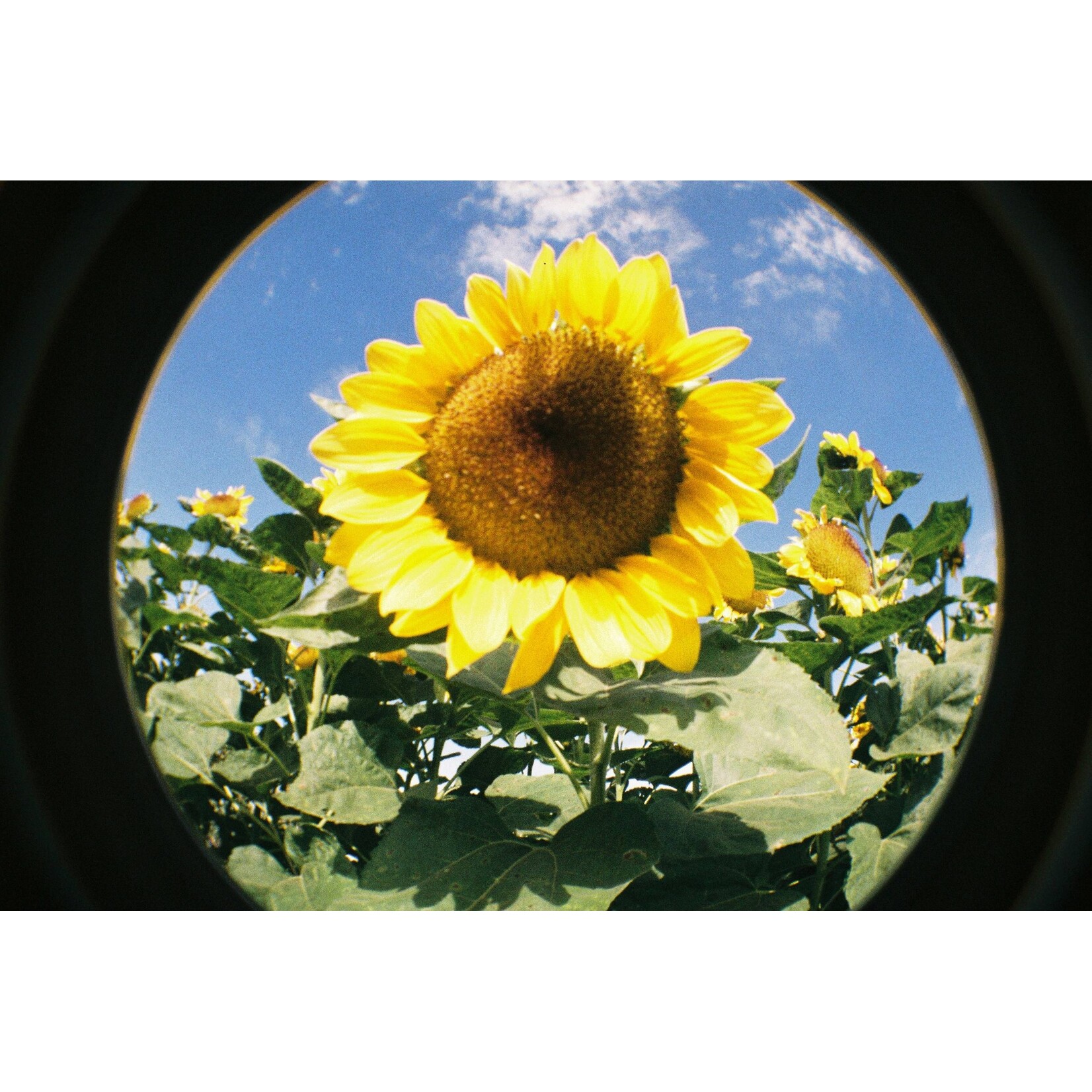 Lomography Fisheye No. 2 Camera - Papaya Pop