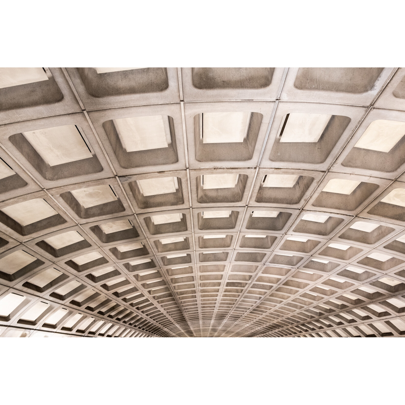 Looking Up | Nora Dowd