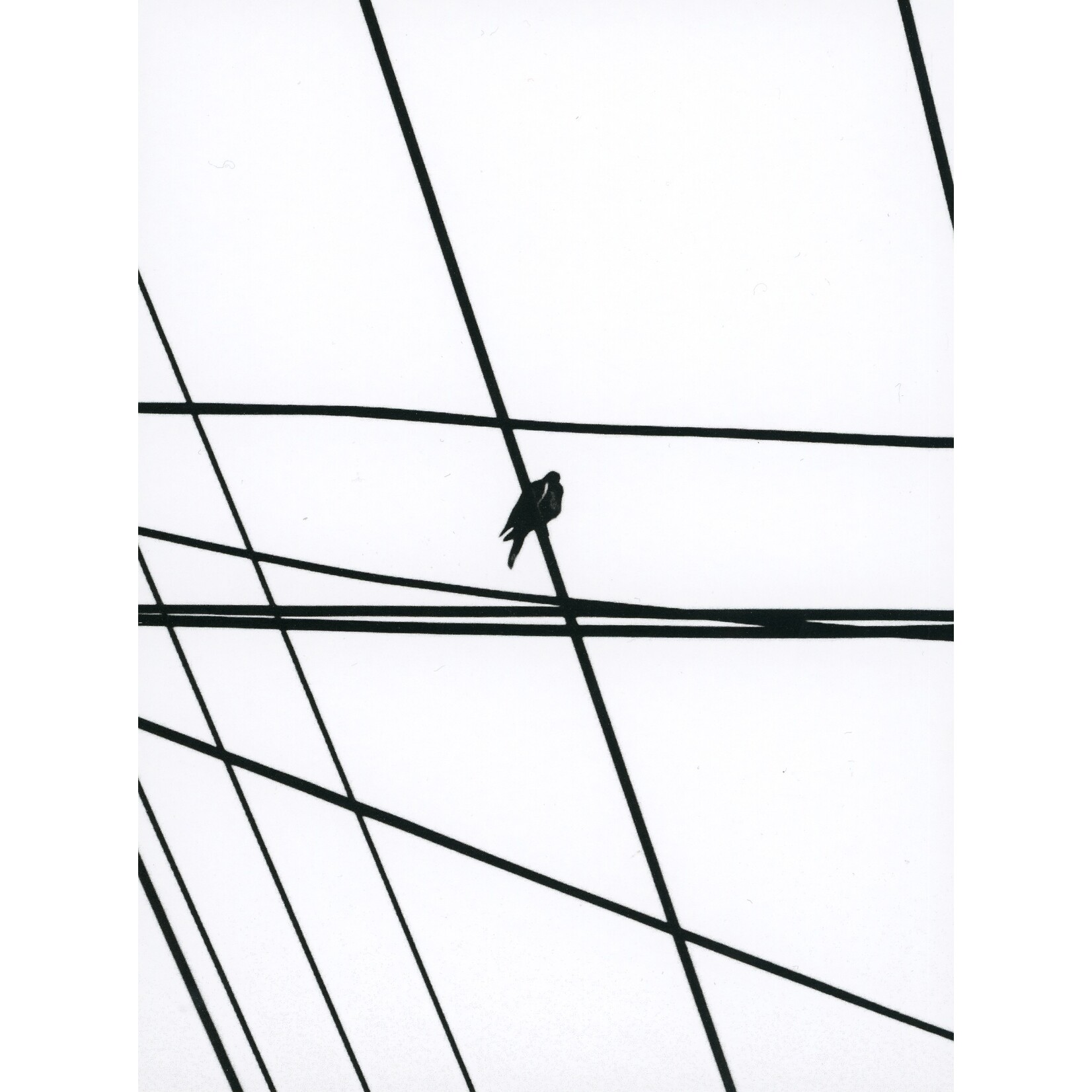 "Photography Is For The Birds" Adrian Arcoleo