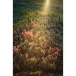 Salicornia Season, 2024 | Juliet Schwab