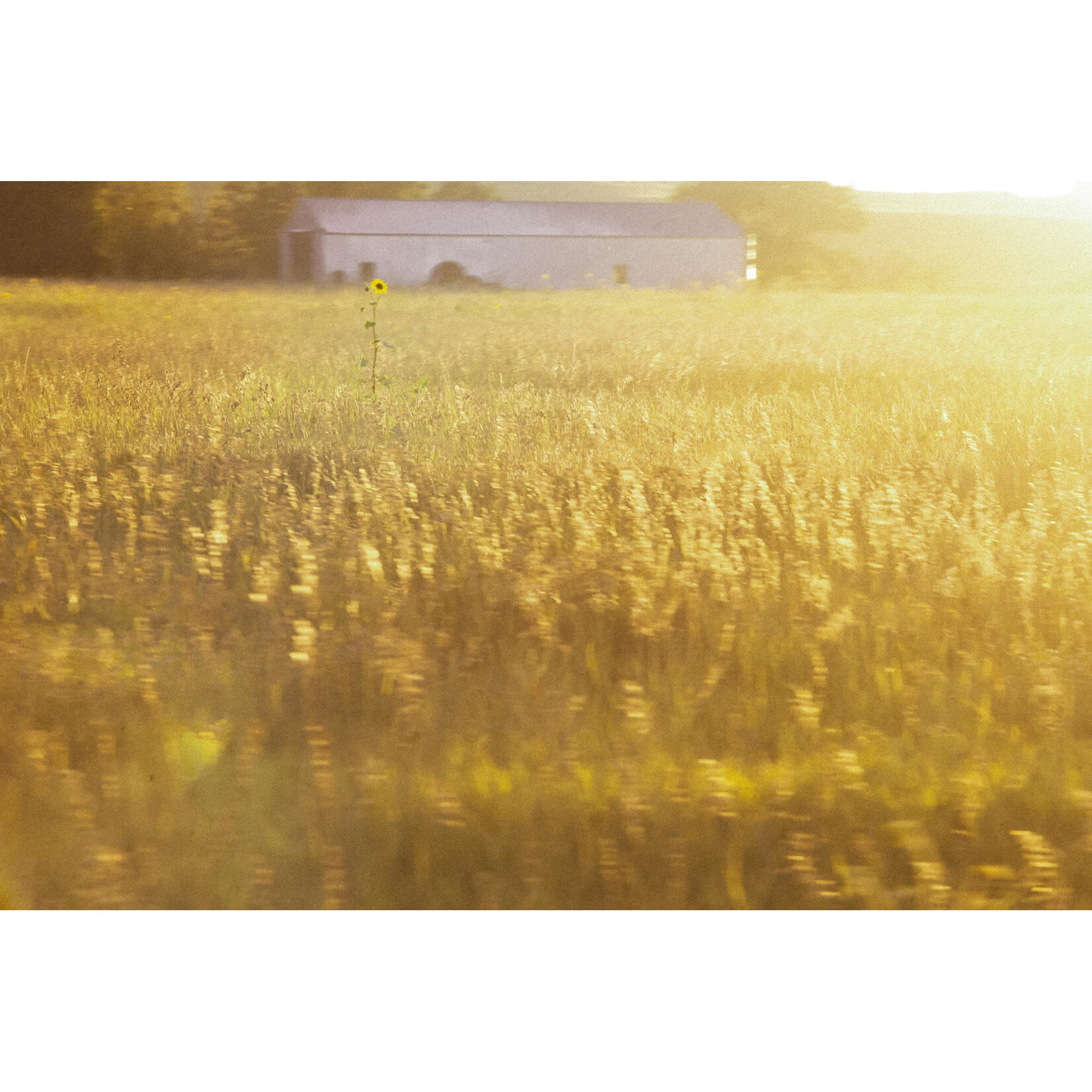 Sunflower, 2023 | Joe Jasper