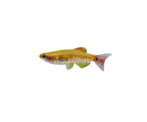 Gold White Cloud Minnow - Flip Aquatics