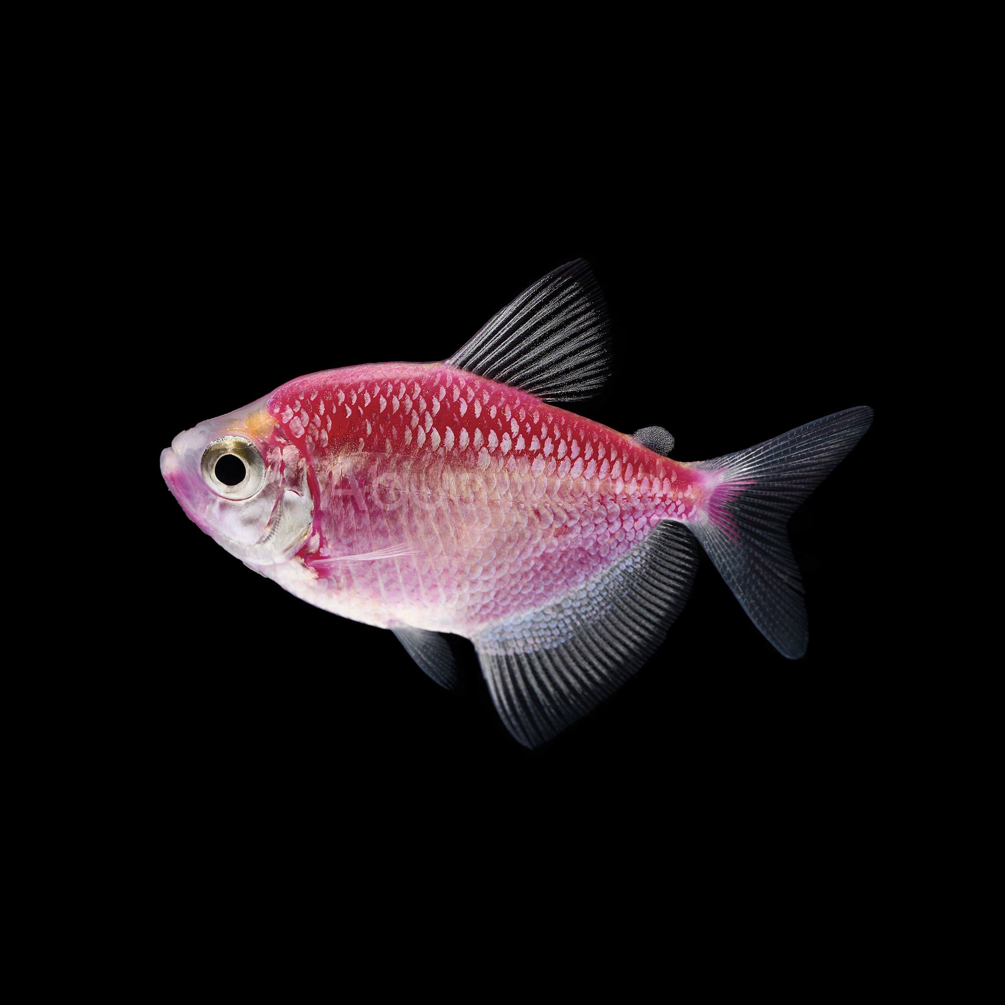 pink tetra fish