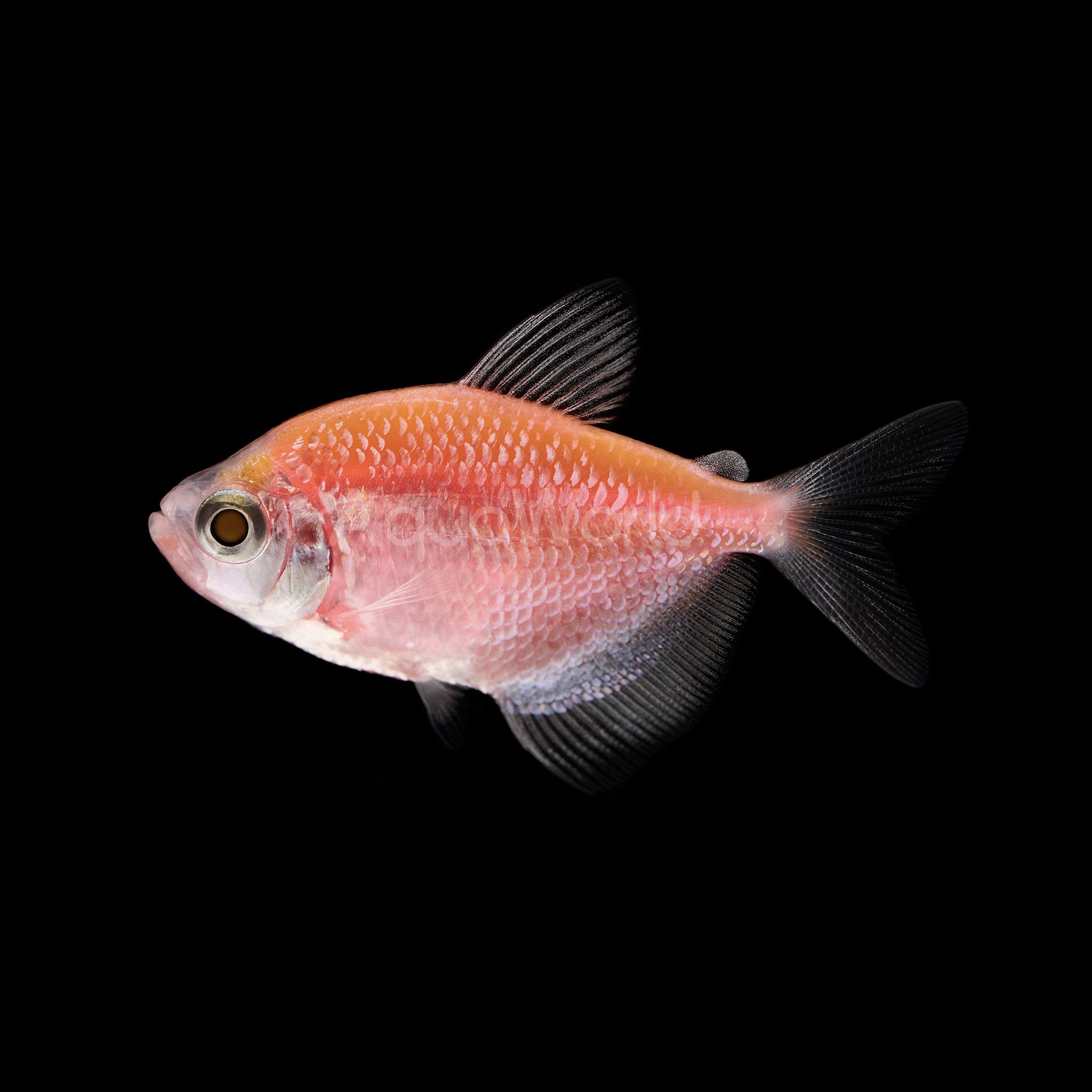 glofish tetra male or female