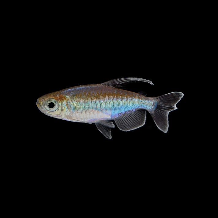 Hyphessobrycon amandae – Ember Tetra — Seriously Fish