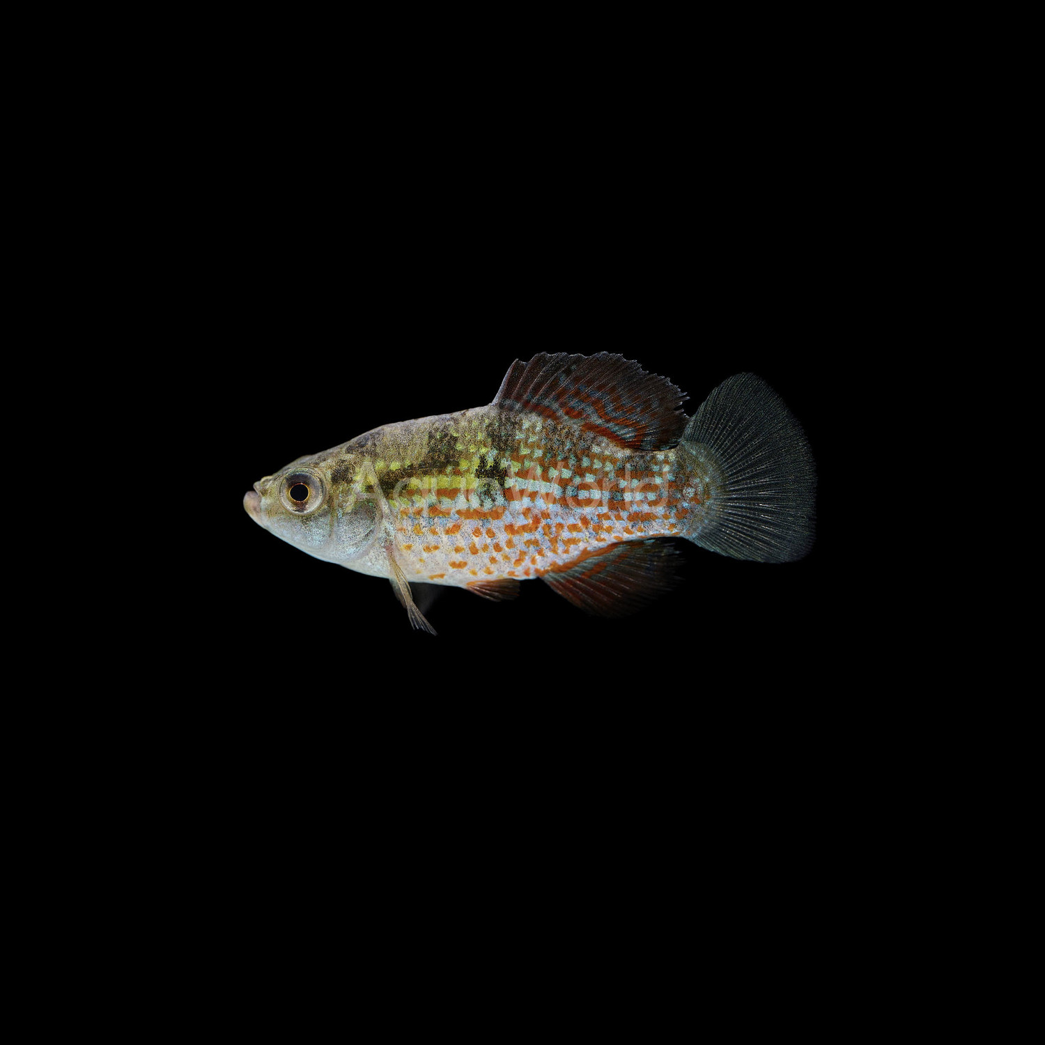 Florida Flag Fish AquaWorld