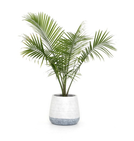 Ingall Planter