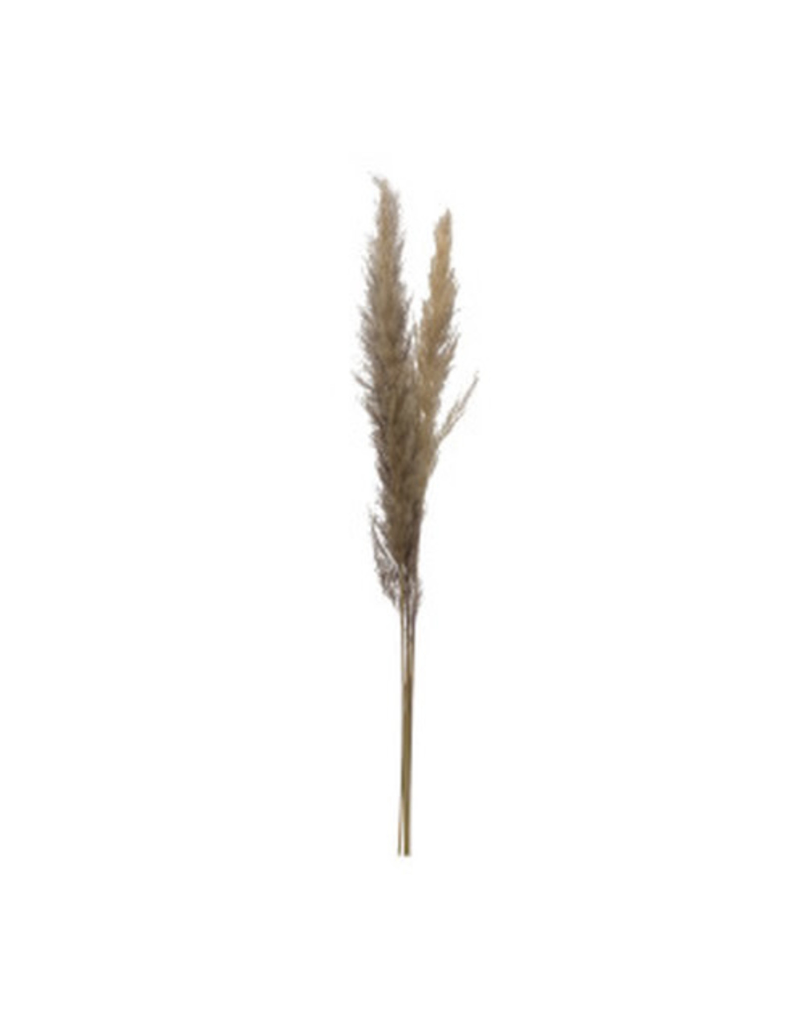 Pampas Grass Stem