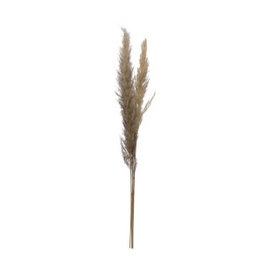 Pampas Grass Stem