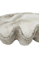 Giant Magnesia Seashell