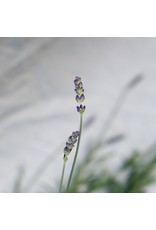 Lavender Single Origin Essential Oil