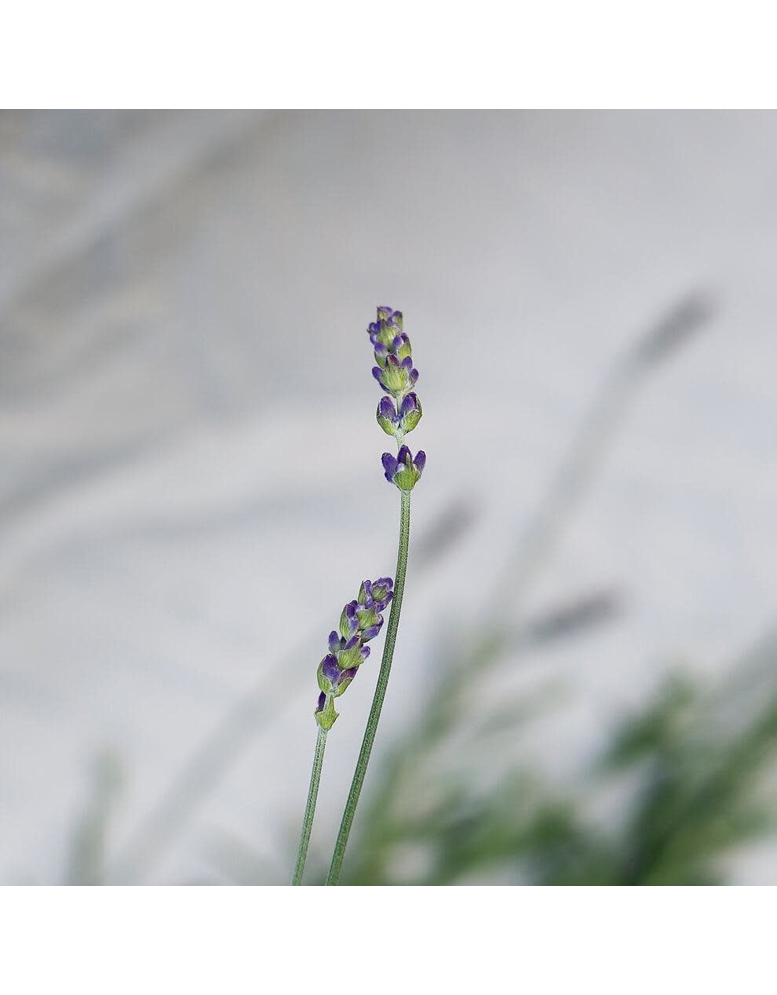 Lavender Single Origin Essential Oil