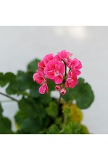 Geranium Single Origin Essential Oil