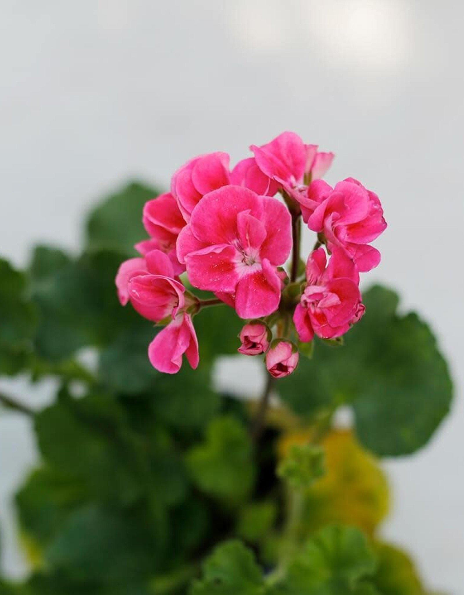 Geranium Single Origin Essential Oil