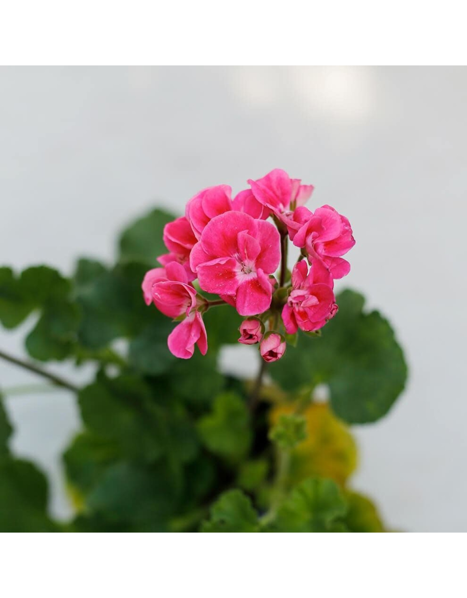 Geranium Single Origin Essential Oil