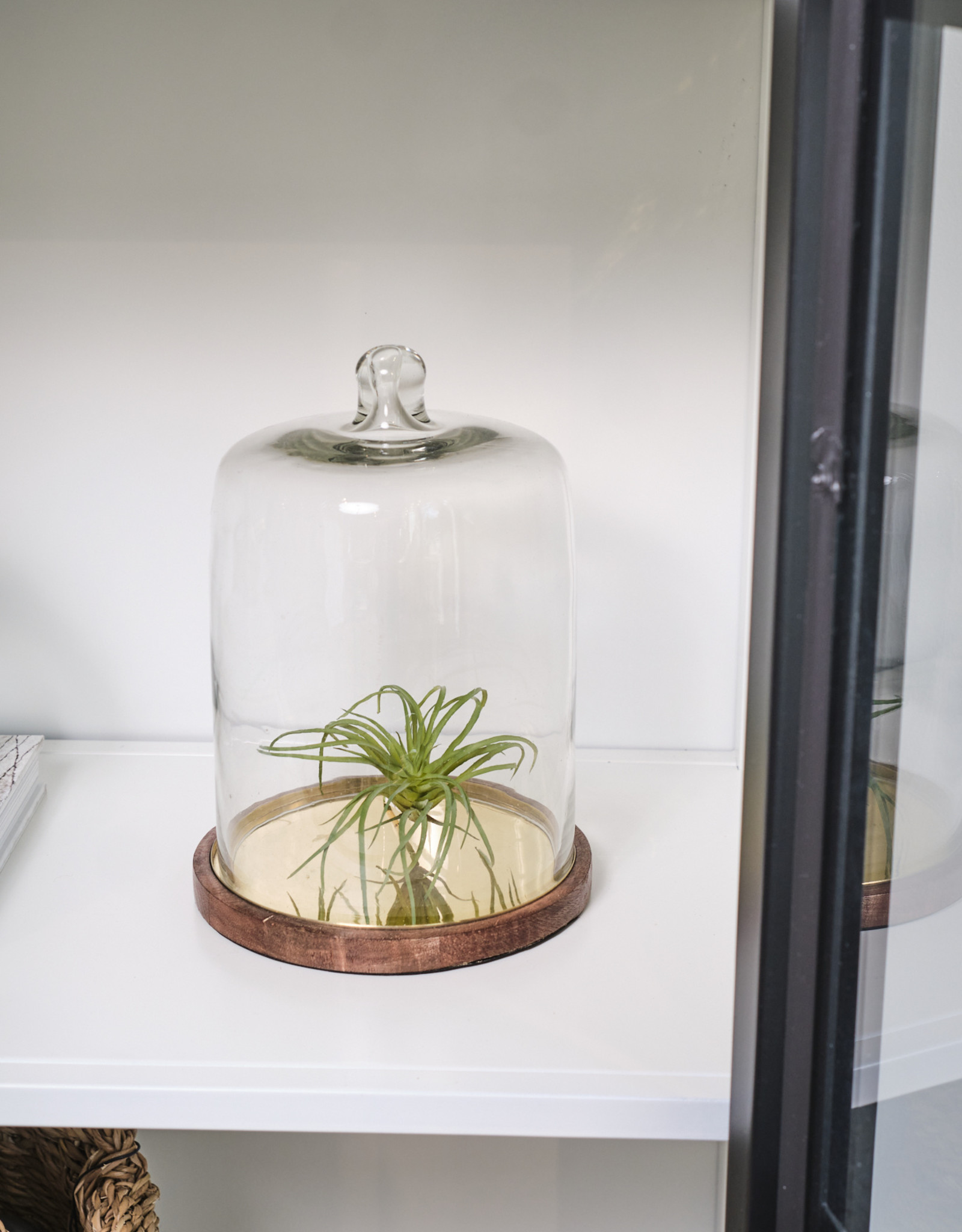 Glass Cloche with Wood and Brass Base