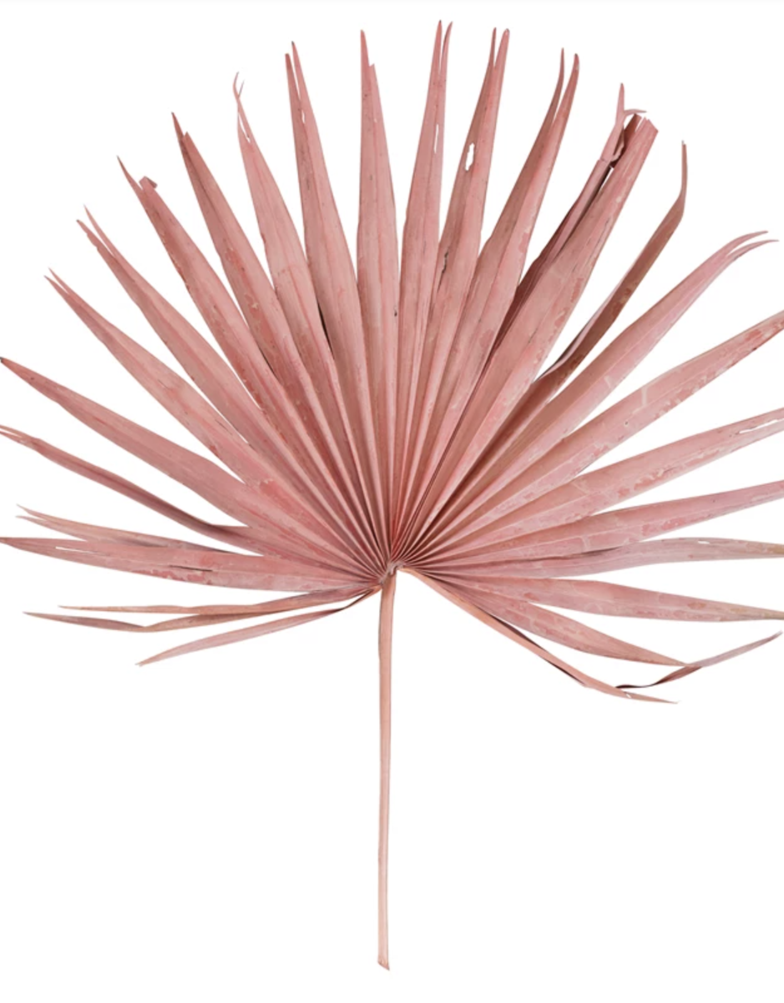 Dried Palm Leaf, Pink