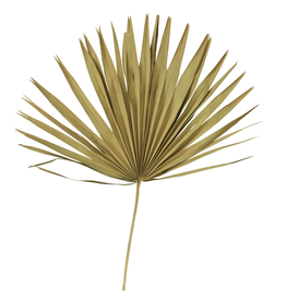 Dried Palm Leaf, Green