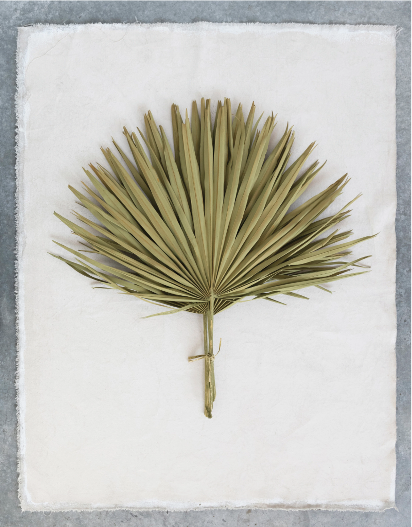 Dried Palm Leaf, Green