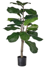 3' Potted Fiddle Leaf Fig Tree