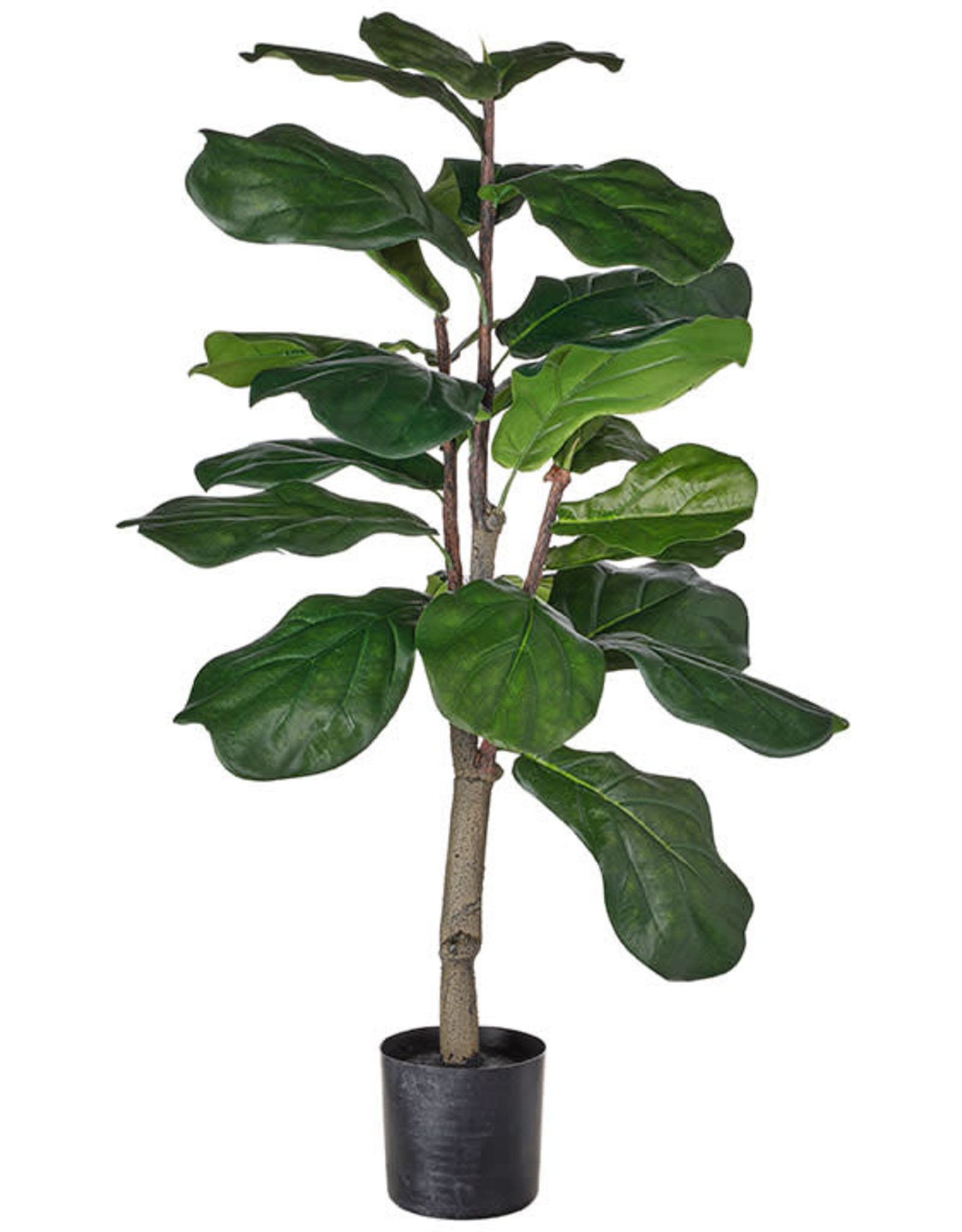 3' Potted Fiddle Leaf Fig Tree