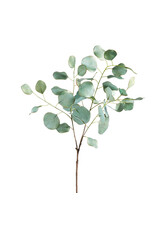 35.75" Eucalyptus Spray