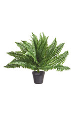24" Potted Boston Fern