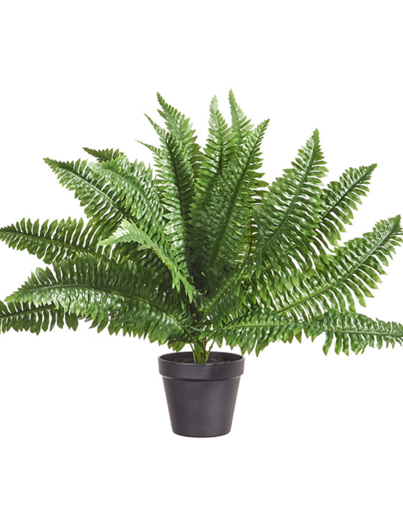 24" Potted Boston Fern