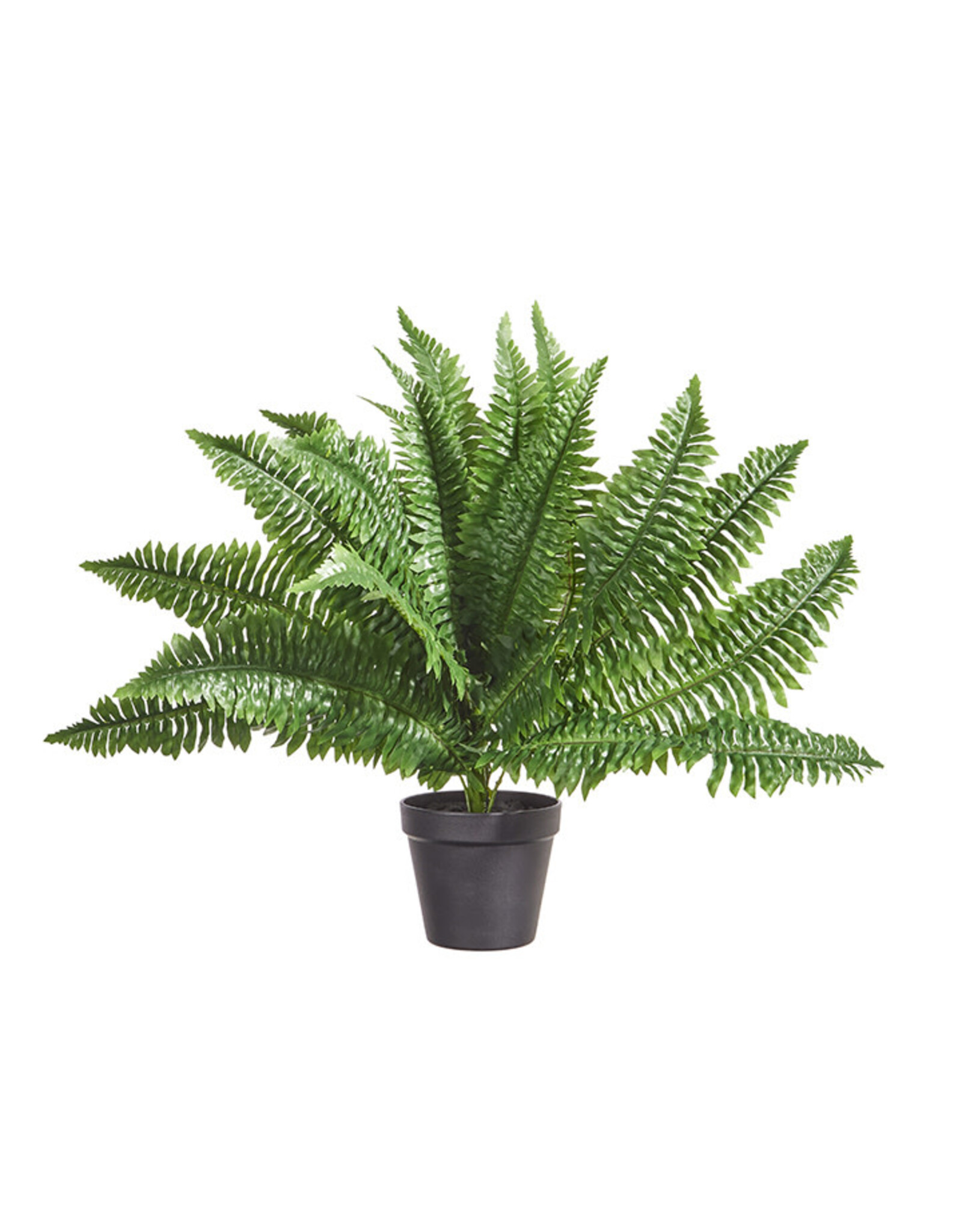 24" Potted Boston Fern