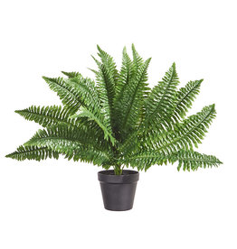 24" Potted Boston Fern