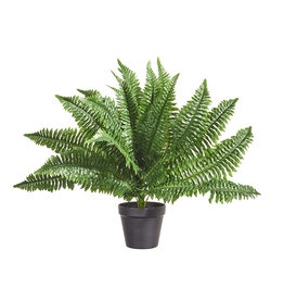 24" Potted Boston Fern