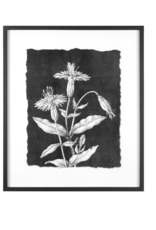 Black & White Botanical Print