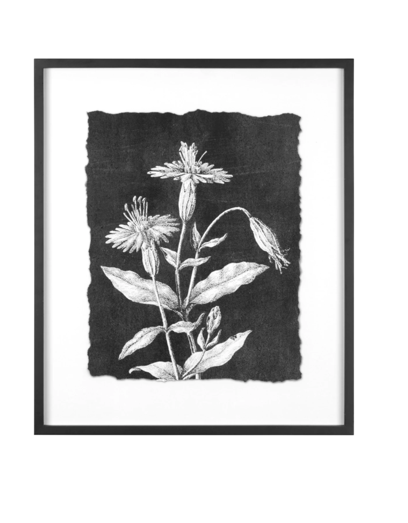 Black & White Botanical Print