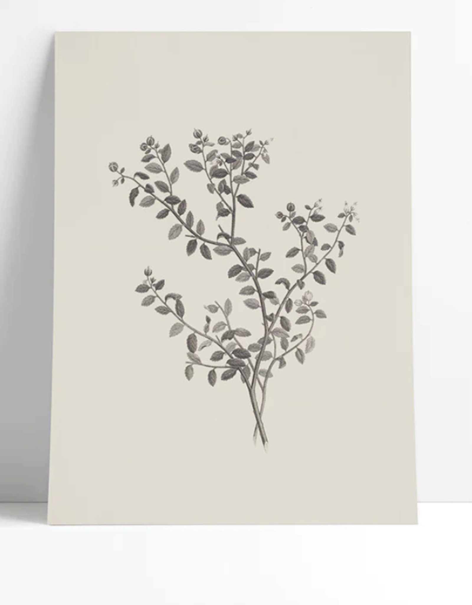 Branch Etching Fine Art Print 9x12