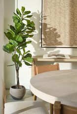 6' Potted Fiddle Leaf Fig Tree