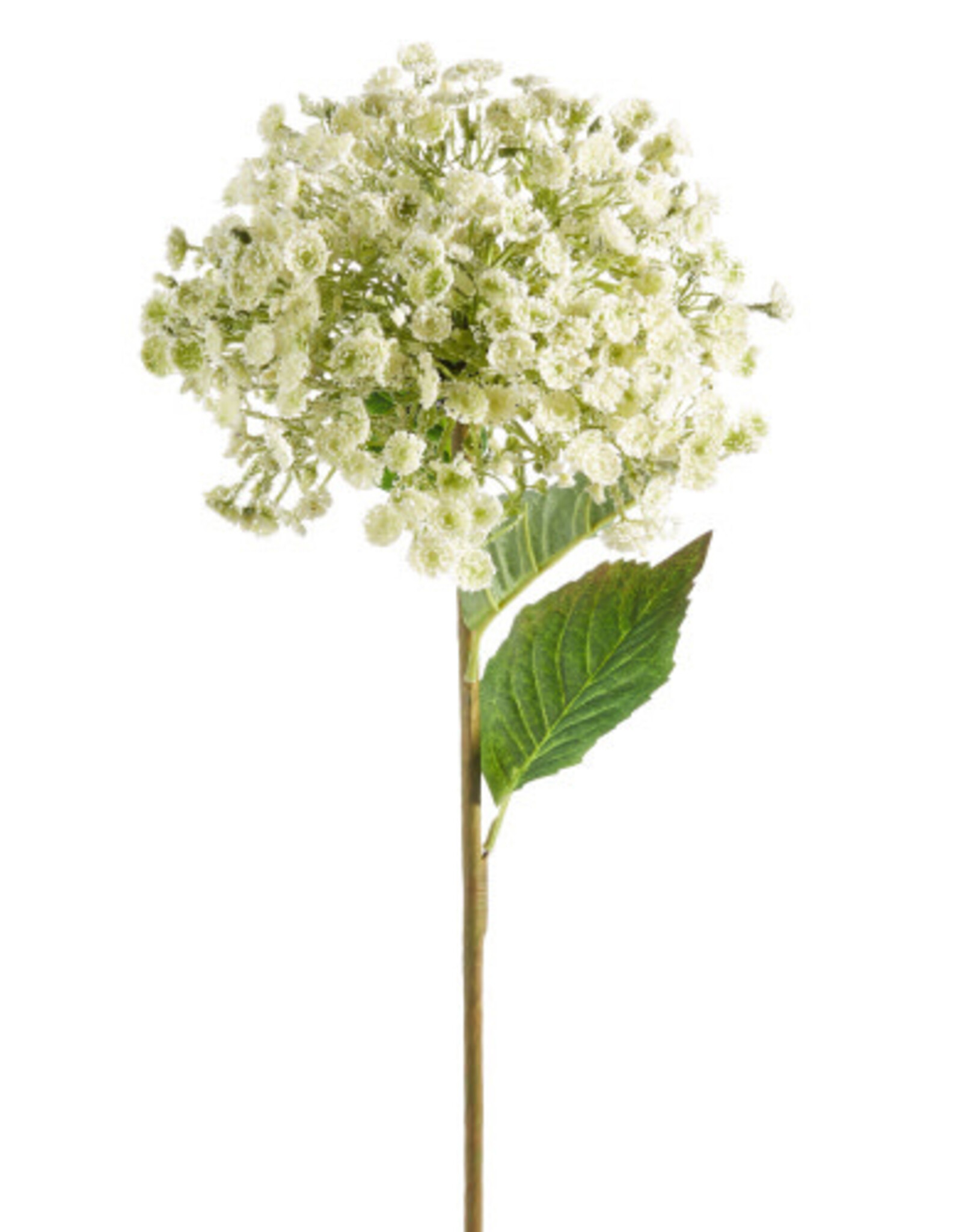 28" White Wild Parsnip Stem