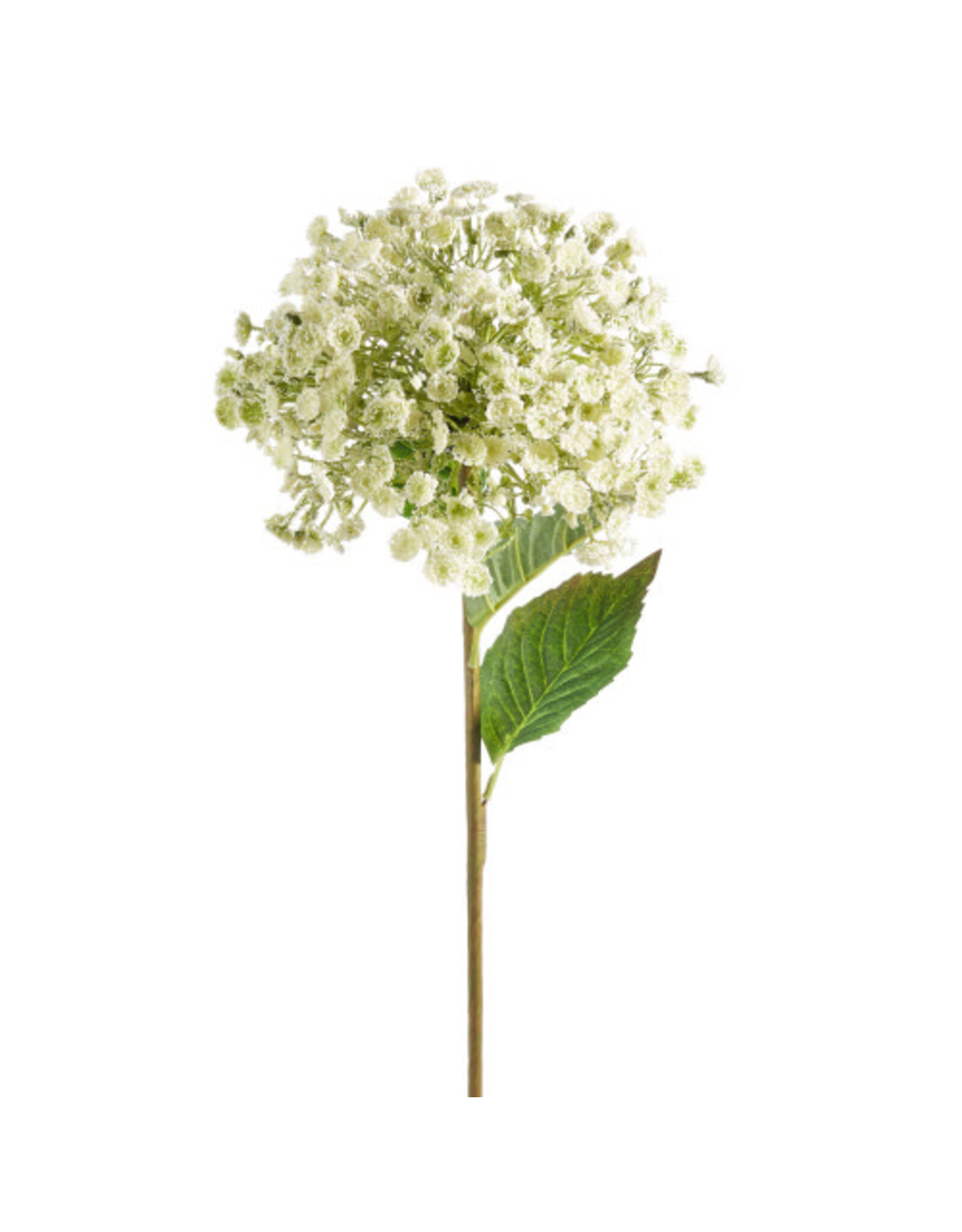 28" White Wild Parsnip Stem