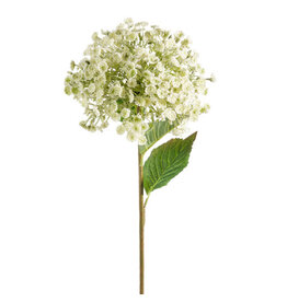 28" White Wild Parsnip Stem