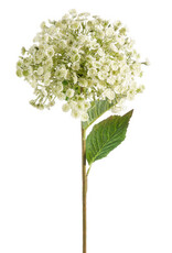 28" White Wild Parsnip Stem