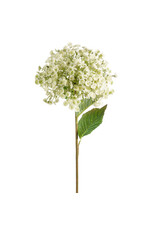 28" White Wild Parsnip Stem