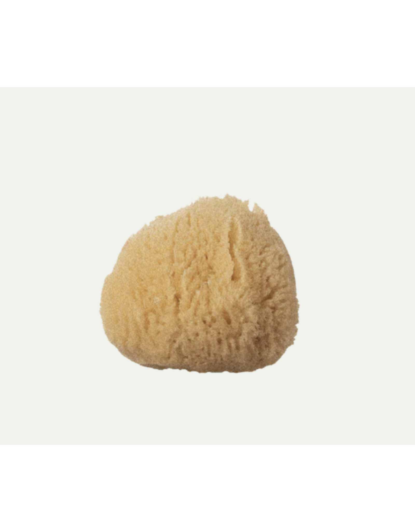 Silk Sea Sponge