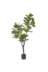 6' Potted Fiddle Leaf Fig Tree