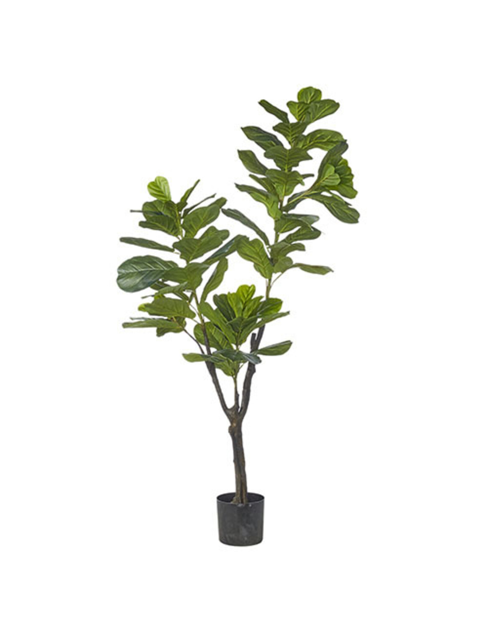 6' Potted Fiddle Leaf Fig Tree